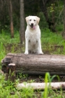 Picture of yellow lab standing on a log