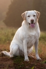 Picture of yellow labrador at sunset
