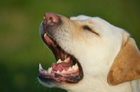 Picture of yellow labrador barking