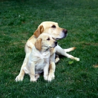 Picture of yellow labrador bitch and puppy