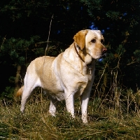 Picture of yellow labrador bitch standing in long grass