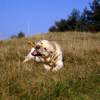 Picture of yellow labrador, chewing a stick