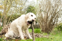 Picture of Yellow Labrador chewing a stick comically.
