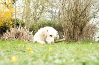 Picture of Yellow Labrador chewing stick
