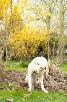 Picture of Yellow Labrador chewing stick