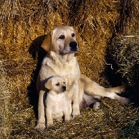 Picture of yellow labrador from heatherbourne kennels, bitch and puppy