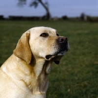 Picture of yellow labrador head study, thinking