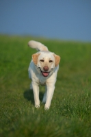 Picture of yellow labrador in a field of grass