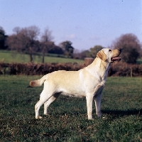 Picture of yellow labrador in countryside