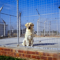Picture of yellow labrador in quarantine kennel