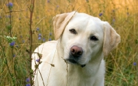 Picture of yellow labrador in tall grasses