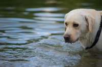Picture of Yellow labrador in the water