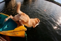 Picture of yellow labrador jumping off canoe, wide angle