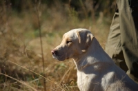 Picture of yellow labrador looking ahead