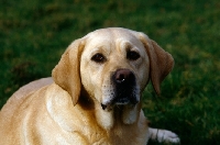 Picture of yellow labrador looking at camera 