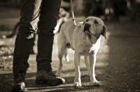 Picture of yellow labrador looking up at owner with puzzled expression