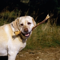 Picture of yellow labrador, lucy, carrying stick