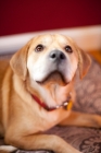 Picture of Yellow labrador mix lying down 