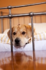 Picture of yellow labrador mix lying down on bed