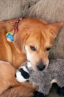 Picture of Yellow labrador mix playing with raccoon toy