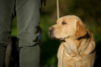 Picture of yellow labrador near owner's leg