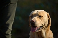 Picture of yellow labrador near owner
