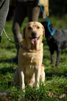 Picture of yellow labrador on a lead