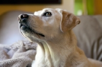 Picture of yellow labrador on leather couch