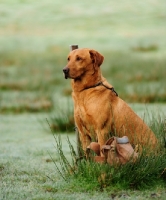 Picture of yellow labrador on peg on a shoot with game bag