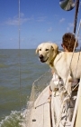Picture of yellow labrador on yacht sailing off florida