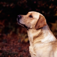 Picture of yellow labrador portrait 