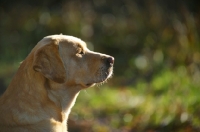 Picture of yellow labrador profile
