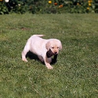 Picture of yellow labrador puppy carryiong sock, practising retrieve