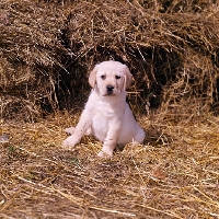 Picture of yellow labrador puppy in straw
