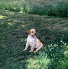 Picture of yellow labrador puppy sitting panting on a hot day in shade
