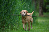 Picture of yellow labrador retriever carrying a big stick