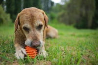 Picture of yellow labrador retriever chewing on a toy in the grass 