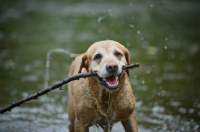 Picture of yellow labrador retriever coming out of water with a big stick in his mouth