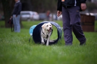 Picture of yellow labrador retriever going through a tunnel and looking at trainer 