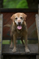 Picture of yellow labrador retriever in a children playground
