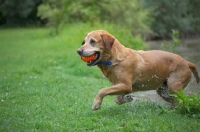 Picture of yellow labrador retriever jumping out of water with a toy in his mouth