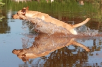 Picture of yellow Labrador Retriever jumping in water