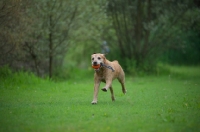 Picture of yellow labrador retriever playing with toy