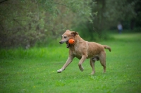 Picture of yellow labrador retriever playing with toy