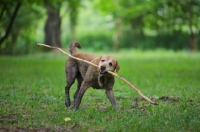 Picture of yellow labrador retriever playing with a big stick