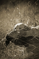 Picture of yellow labrador retriever retrieving pheasant