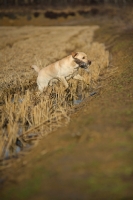 Picture of yellow labrador retriever retrieving game