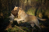 Picture of yellow labrador retriever retrieving pheasant during a hunt in the woods