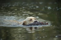 Picture of yellow labrador retriever retrieving pheasant from a lake