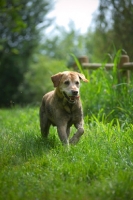 Picture of yellow labrador retriever running in a natural scenery